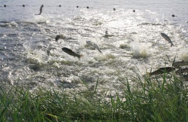 河北渔业资源损害鉴定-养殖圈评估