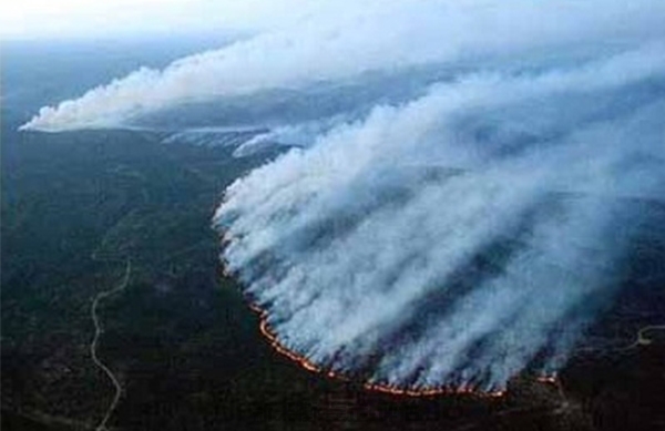 山东火烧林木果树景观资产鉴定损失司法评估